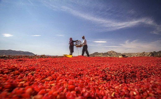 زرشک خراسان جنوبی روی دست کشاورز مانده است