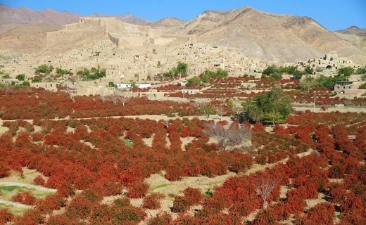 خاوران ایران عنوان قطب زرشک را یدک می&zwnj;کشد
