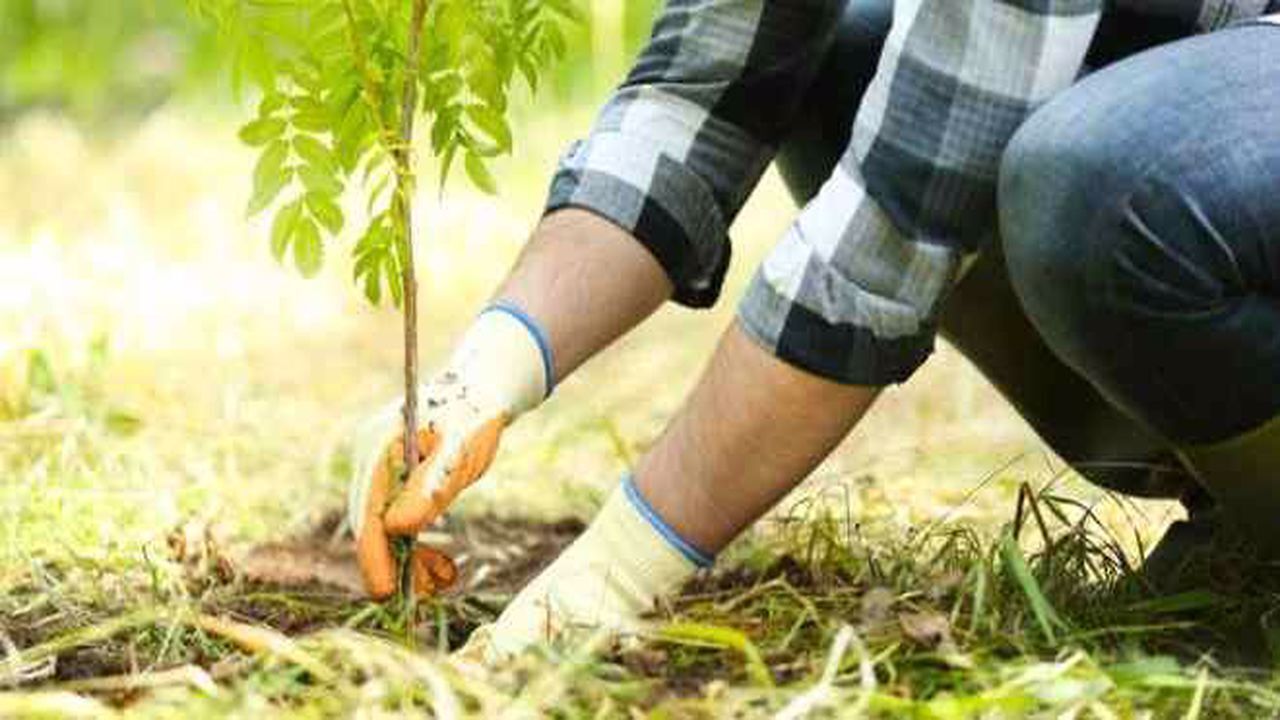 زنده نگهداشتن یاد عزیزان ِ درگذشته با کاشت درخت
