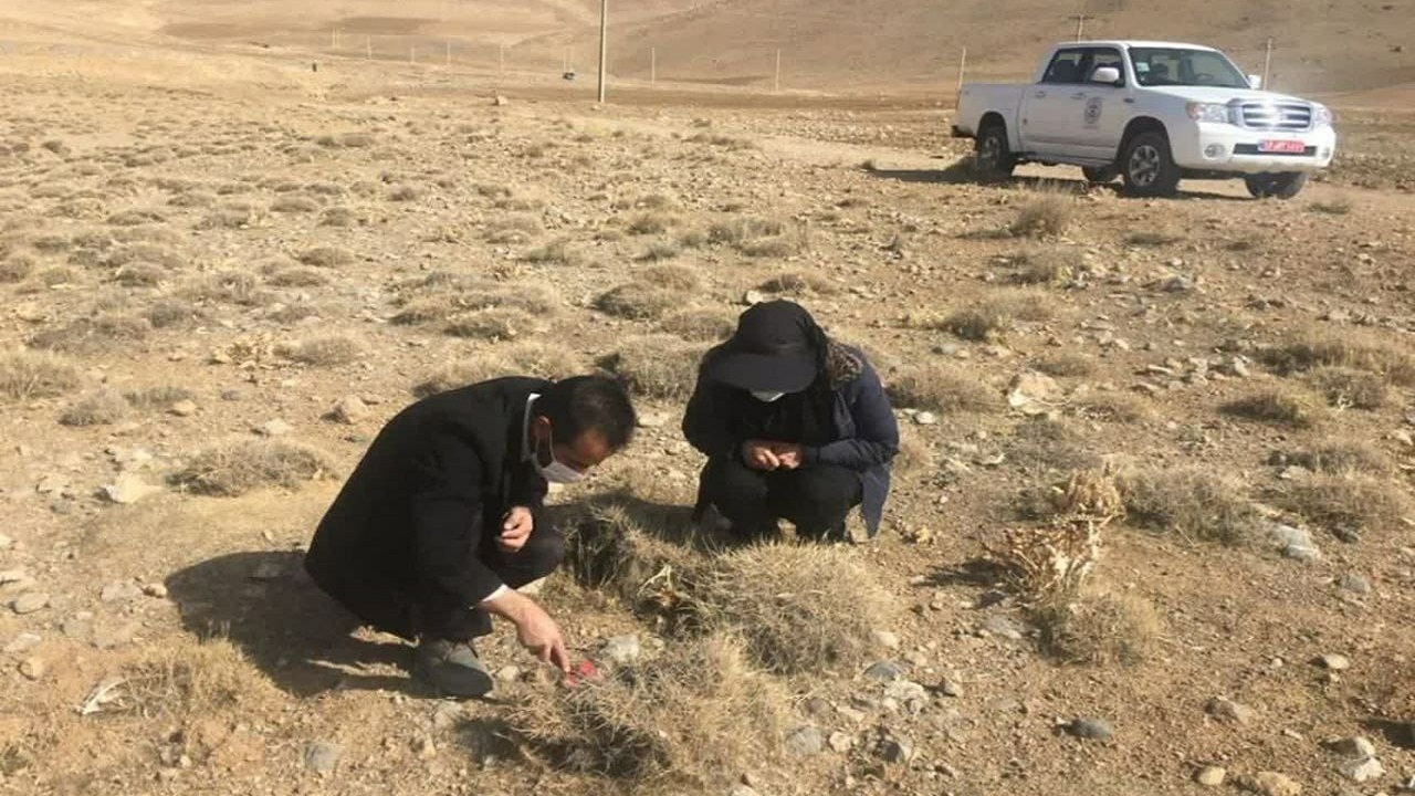 پایش اماکن زمستان گذران سن غلات در کیار