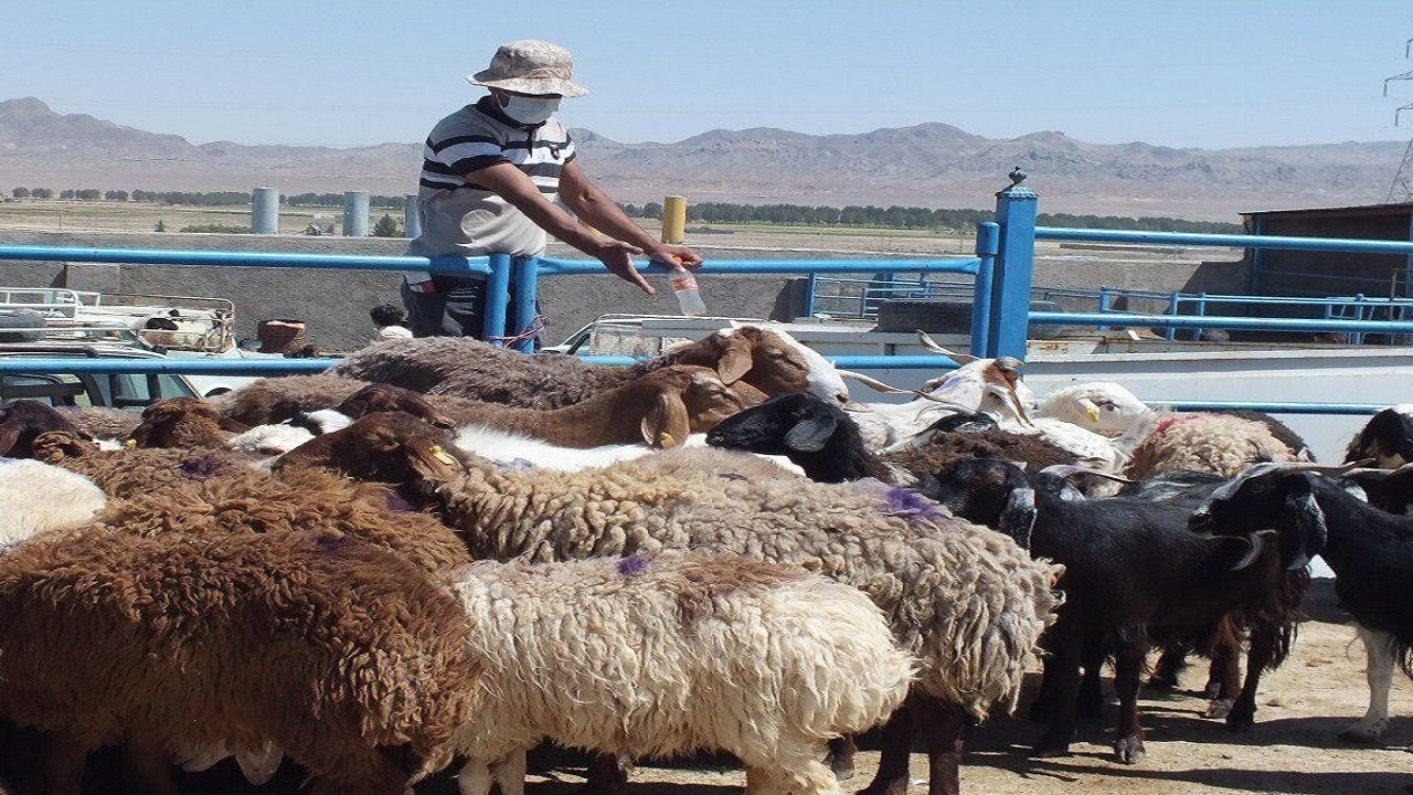 دام روستاییان خراسان جنوبی بدون محدودیت خریداری می‌شود