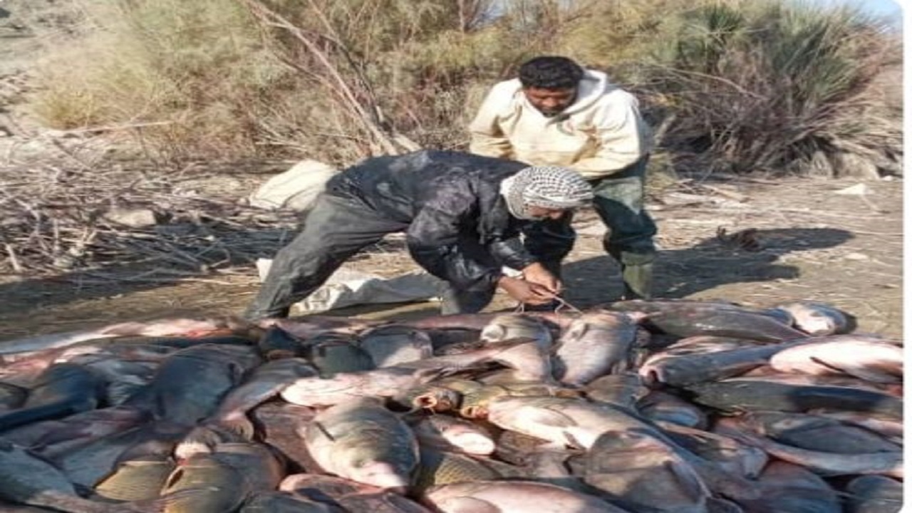 برداشت ماهی از منابع آبی مهرستان سیستان و بلوچستان آغاز شد