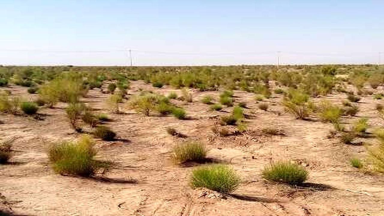 مراتع بیضا سبزتر می‌شوند