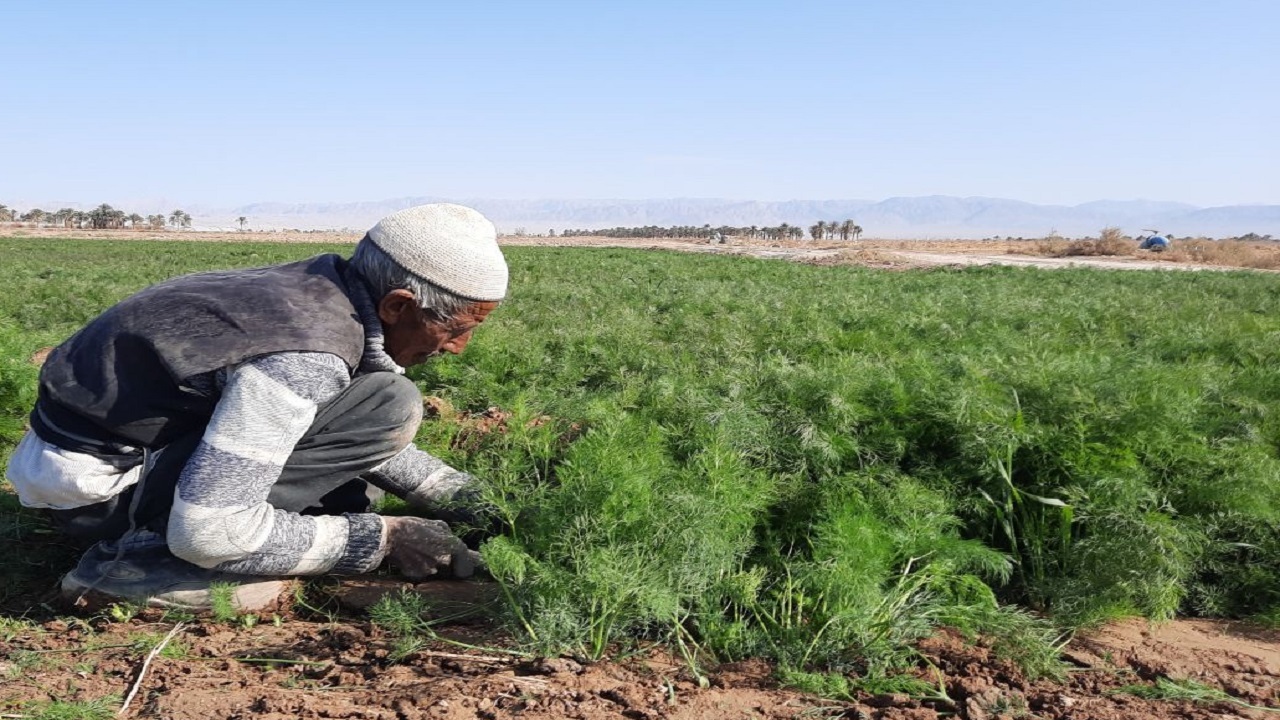 رسیدن بوی سبزی خشک طبس به آلمان و کانادا/ کشاورزان در پهنه سبز کویر، سبزی برداشت می‌کنند