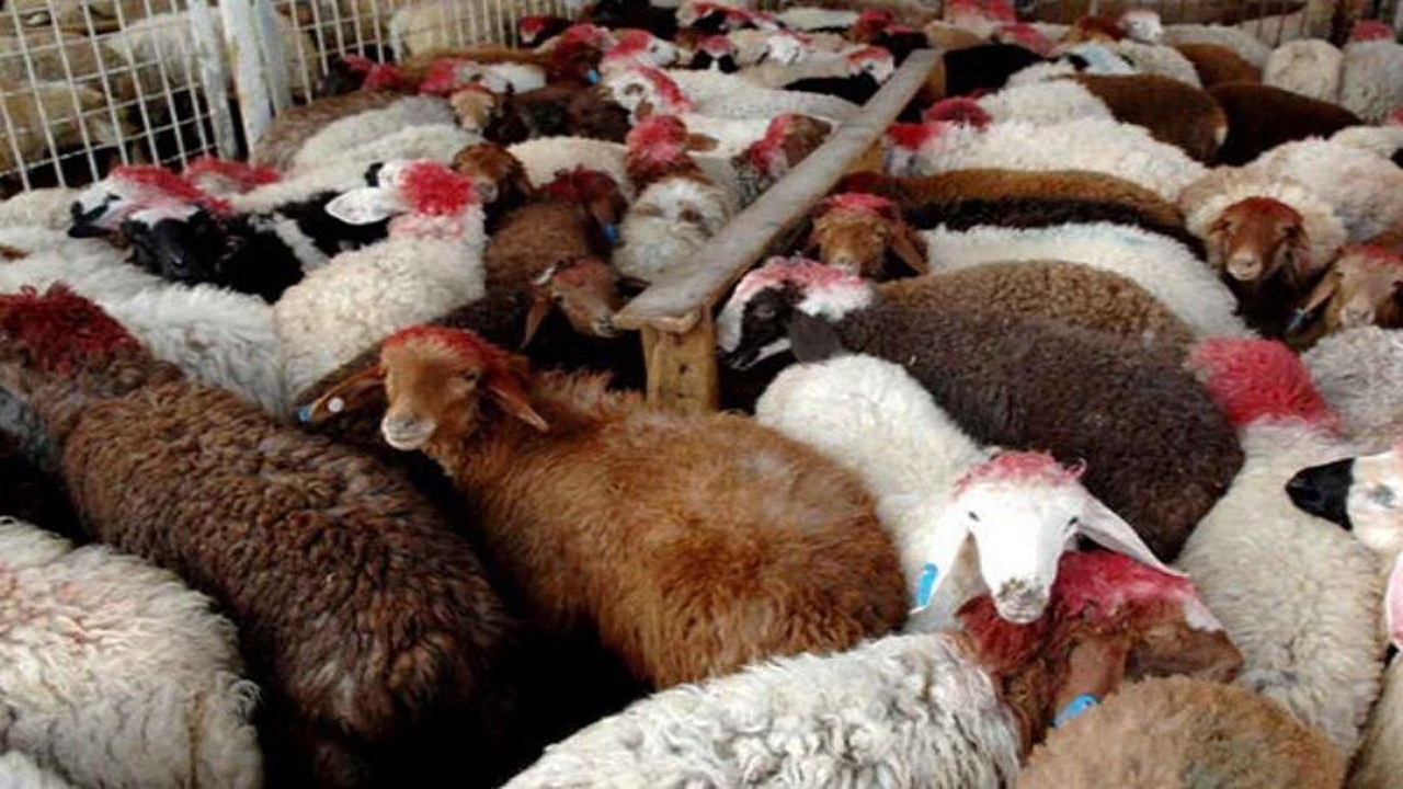 طرح نگهداری دام مولد برای صیانت از ذخایر ژنتیکی در خراسان شمالی اجرا می‌شود