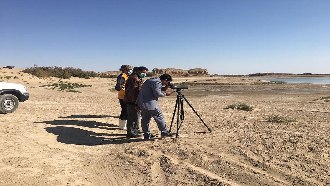 برنامه پایش گسترده پرندگان در شمال سیستان و بلوچستان / آنفلوانزای فوق حاد پرندگان، برنامه‌ای که حاد نشد