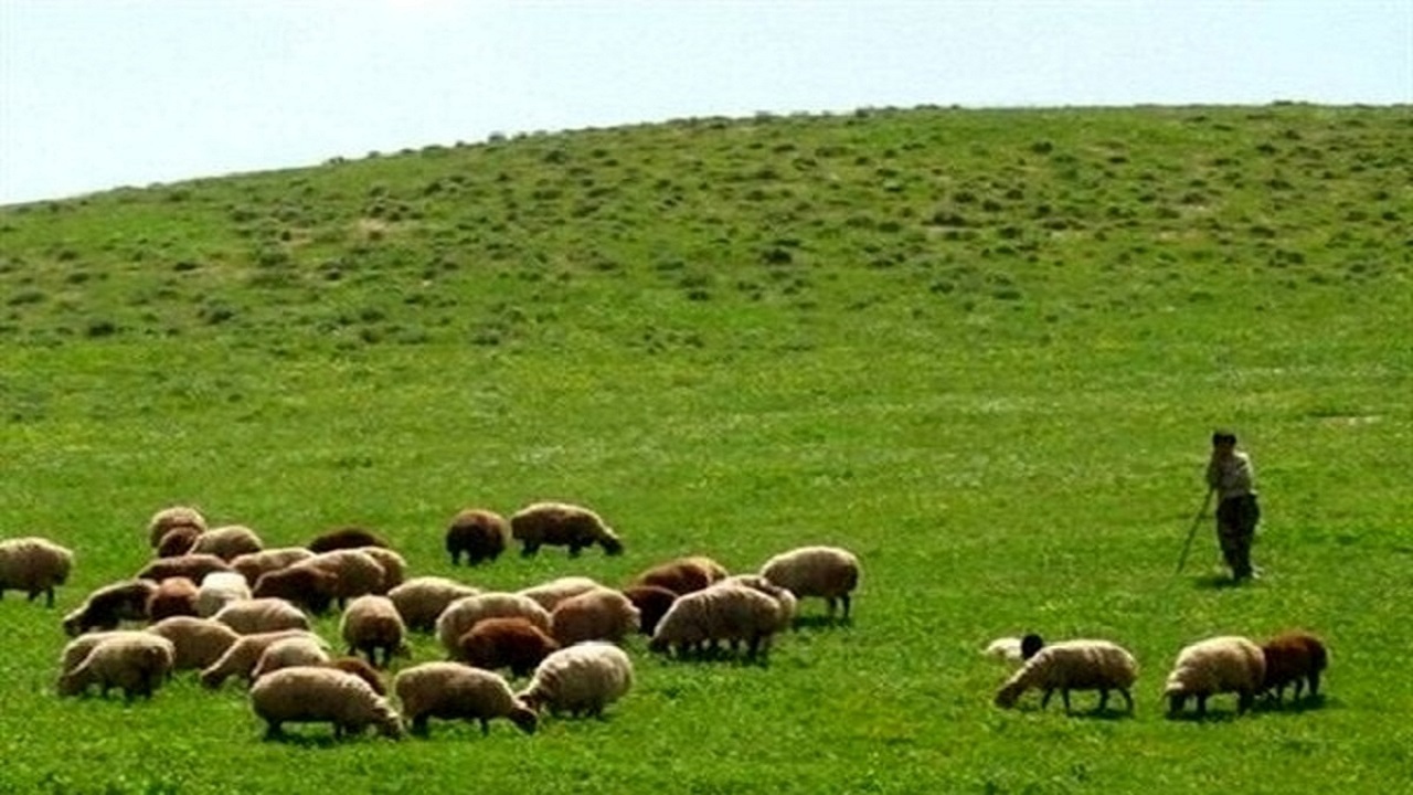 ۸ آذر؛ آخرین مهلت تمدید پروانه چرای دام