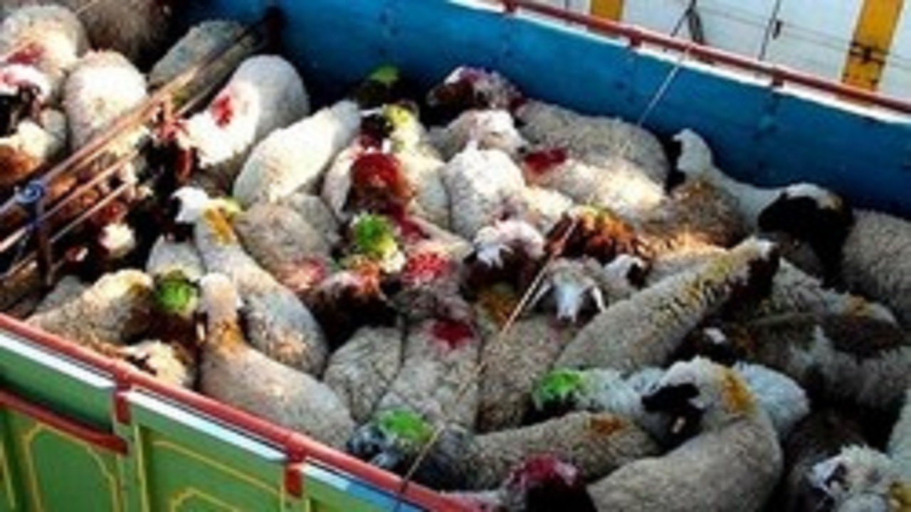 دستگیری سارق ۱۶۰ راس گوسفند در کرمانشاه