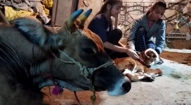  گوساله نادر