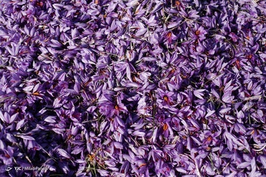 چالش 