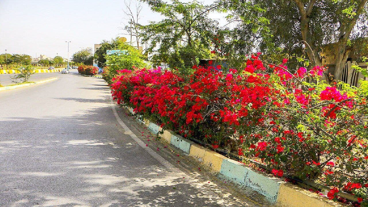 گل دزدی راننده خودروی لاکچری از خیابان + فیلم