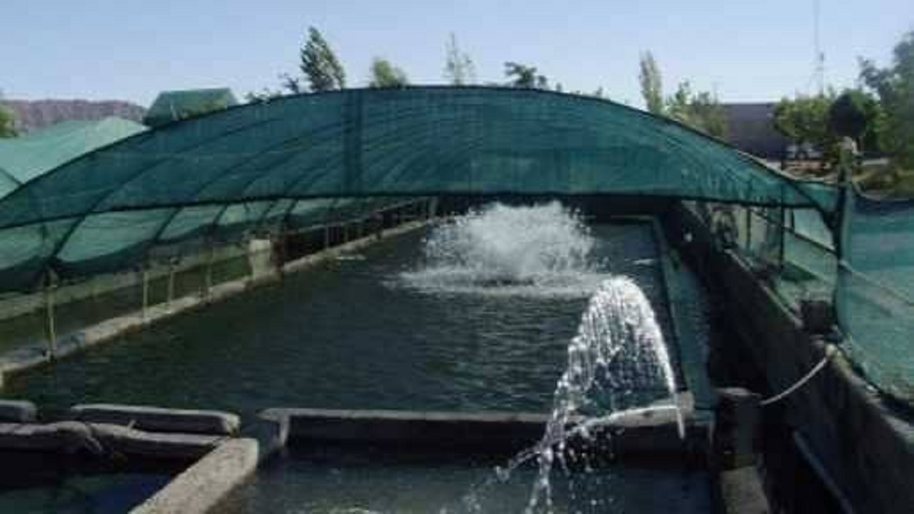 صدور نخستین پروانه پرورش ماهی گرمابی کشور در مه ولات