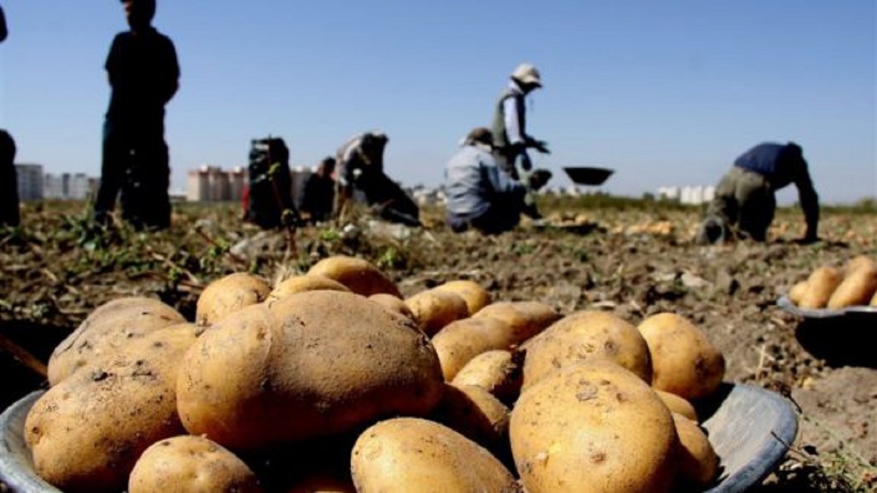 کاهش ۹۰۰ هکتاری سطح زیر کشت اول سیب زمینی در اصفهان