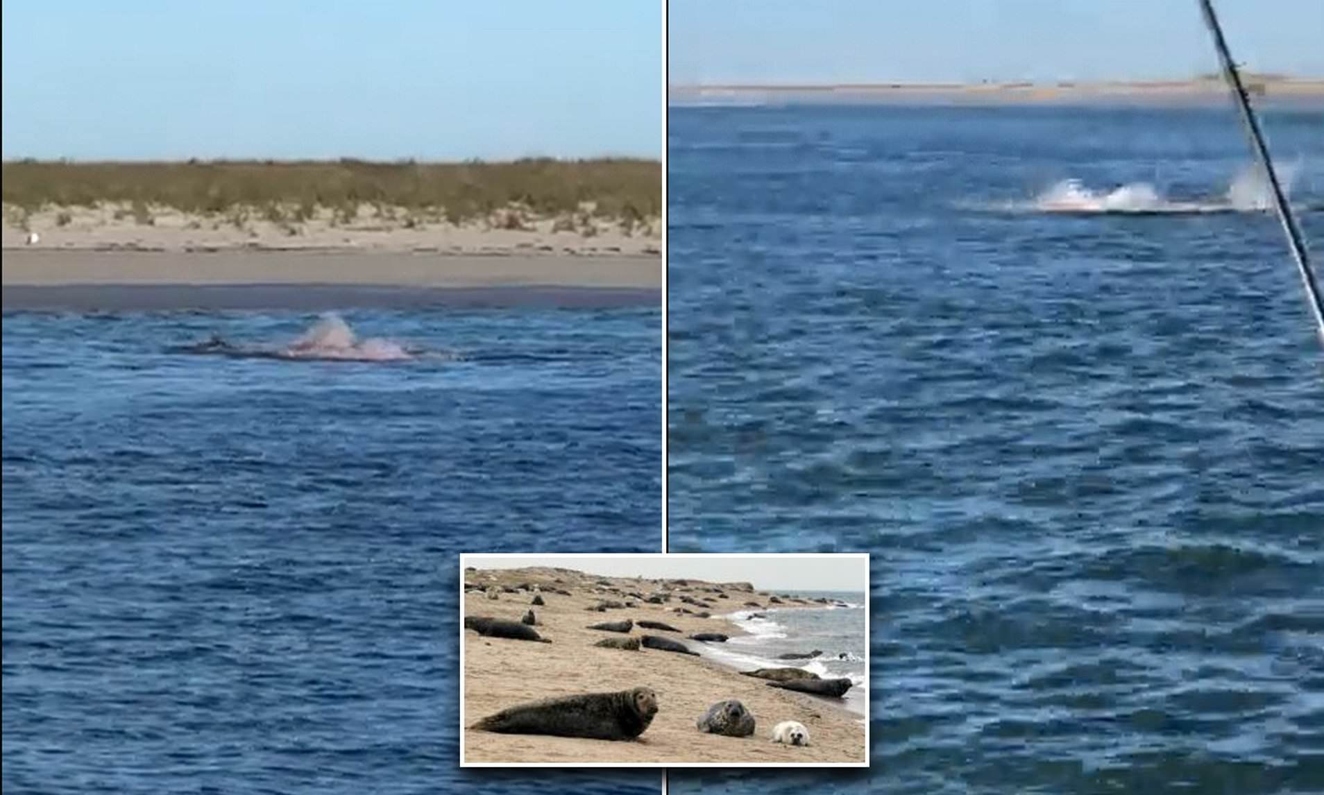 کوسههای Carcharodon carcharias کوسههای Carcharodon carcharias
