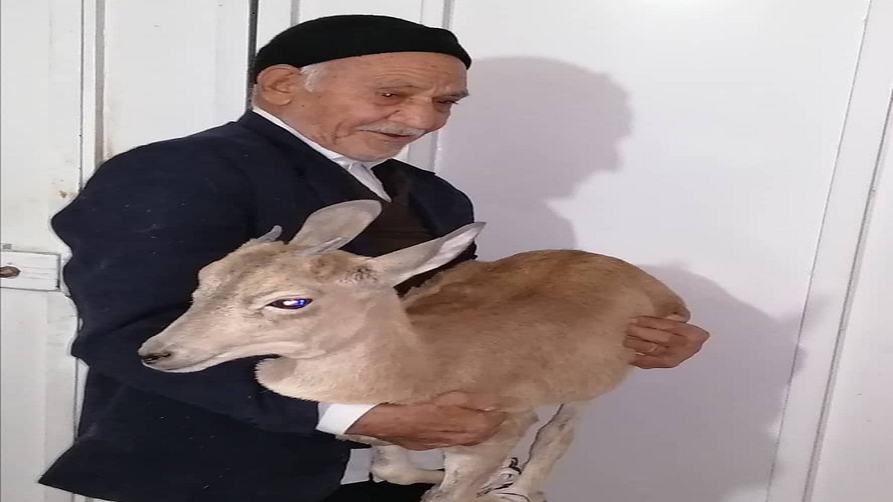 تحویل داوطلبانه یک رأس بره میش وحشی به یگان حفاظت انار
