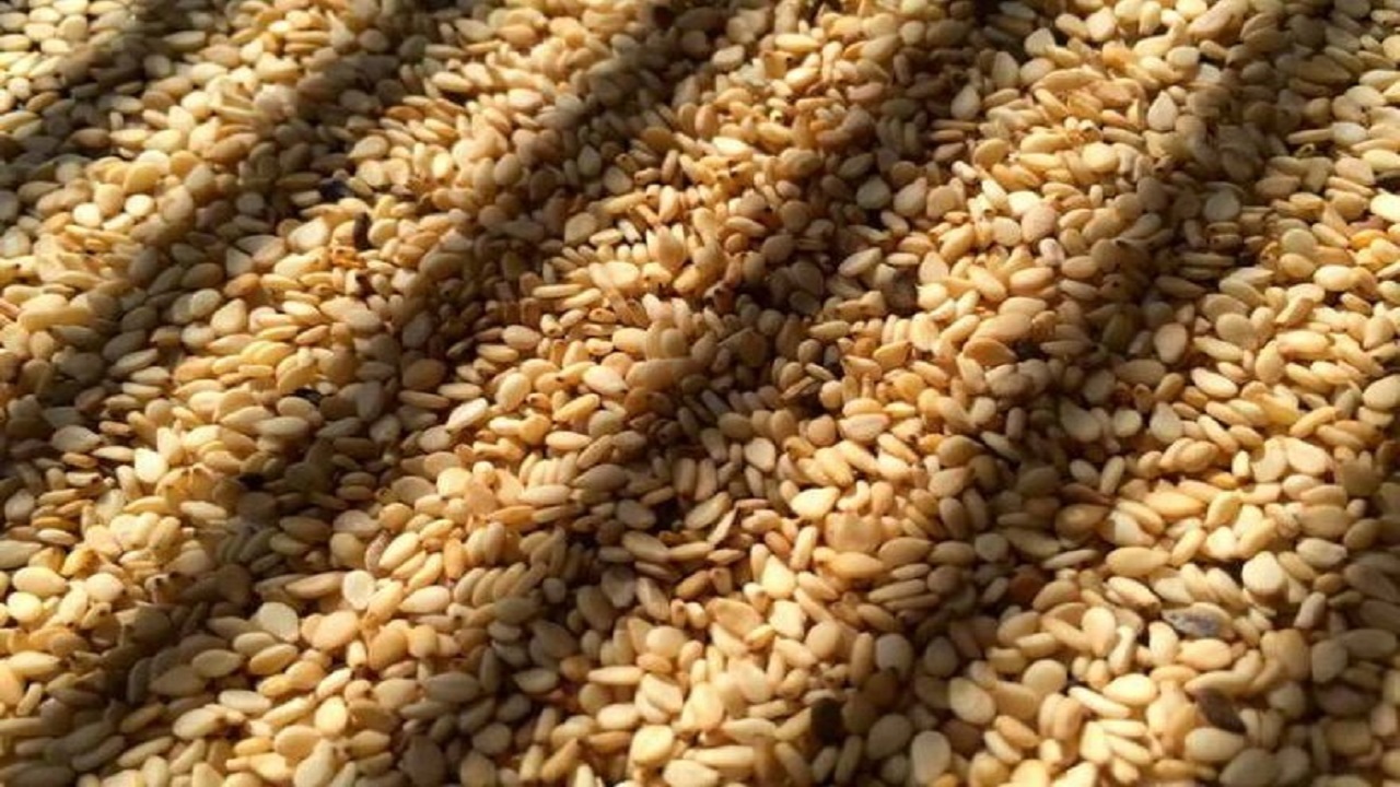 کنجد، طلای چرب برآمده از خاک کویر در داورزن