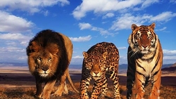لحظه شکار گاو وحشی توسط ببر + فیلم
