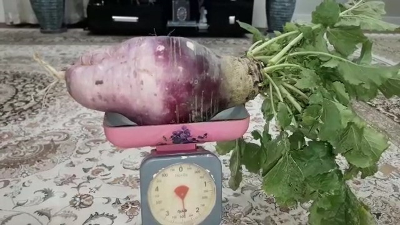 برداشت ترب ۲ و نیم کیلوگرمی + فیلم