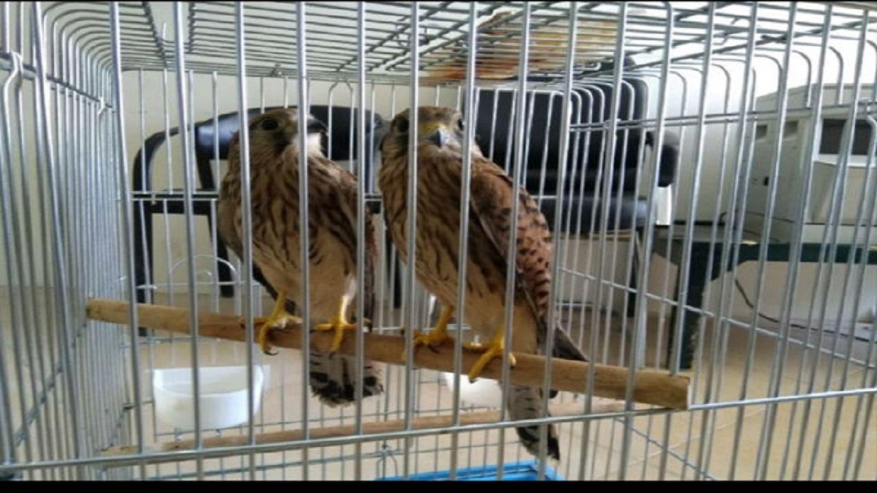 تحویل بیش از ۲۵ گونه جانوری به اداره محیط زیست ترکمن