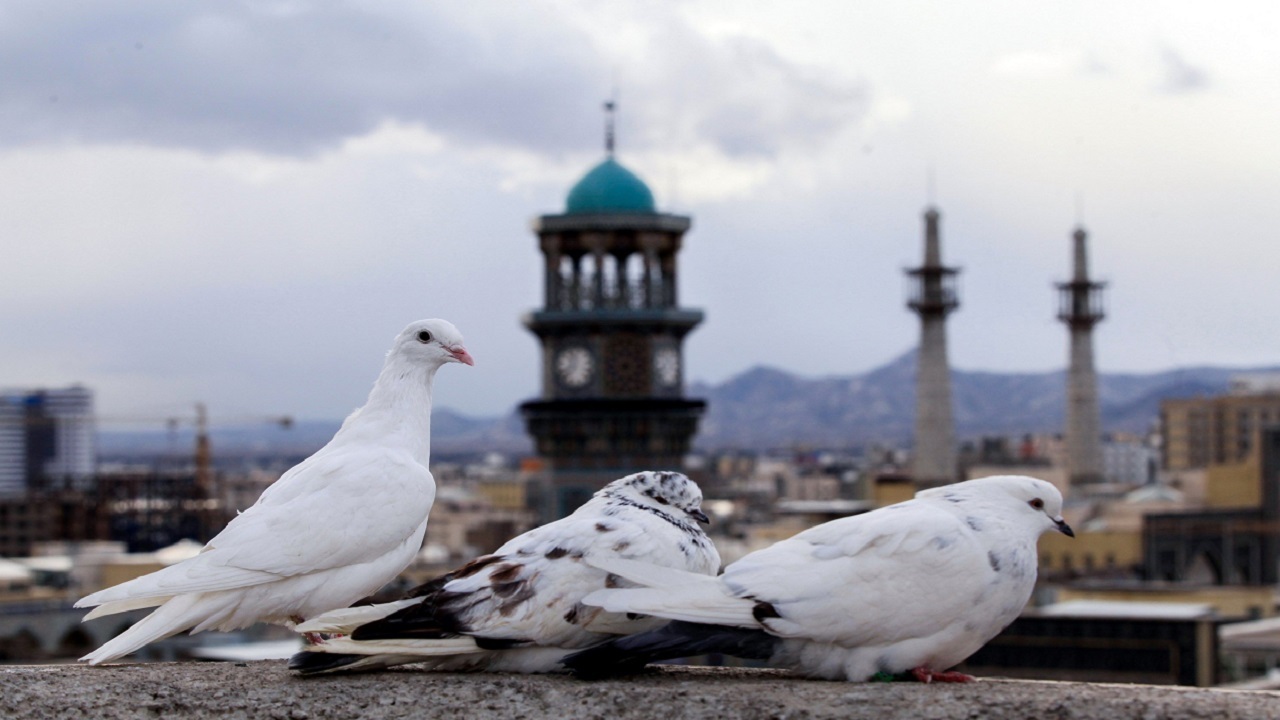 ثواب دانه پاشیدن بر مزار درگذشتگان برای پرندگان رهگذر
