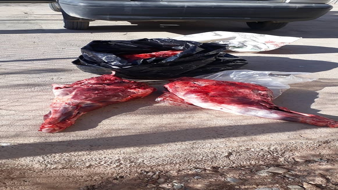 شکارچیان متخلف منطقه حفاظت شده دنا در چنگال قانون