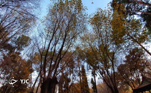 پاییز هزار رنگ در بوستان&zwnj;های استان یزد+ تصاویر
