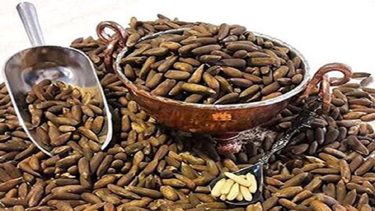 قاچاق بیش ۷۰۰ میلیون دالر جلغوزه به بیرون از افغانستان + فیلم