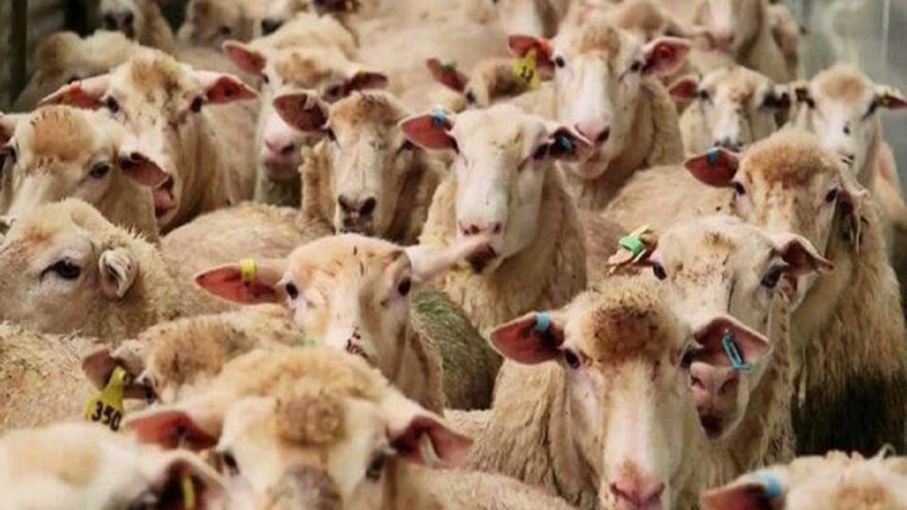 دام‌های خوزستان زینت بخش سفره‌ ۴ کشور خارجی