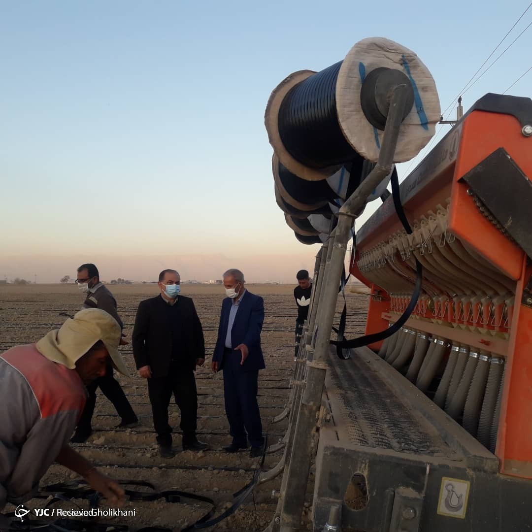 بازدید مجری طرح گندم کشور از مزارع گندم مرودشت