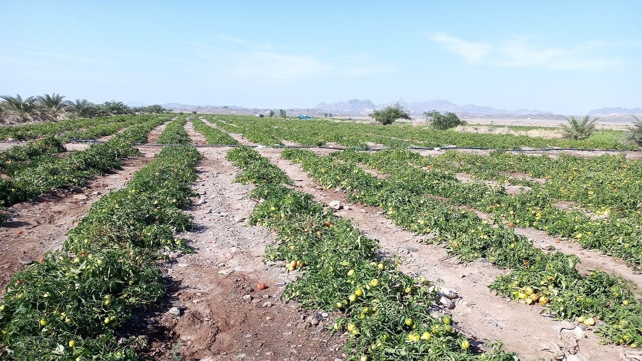رونق دوباره کشاورزی در فنوج