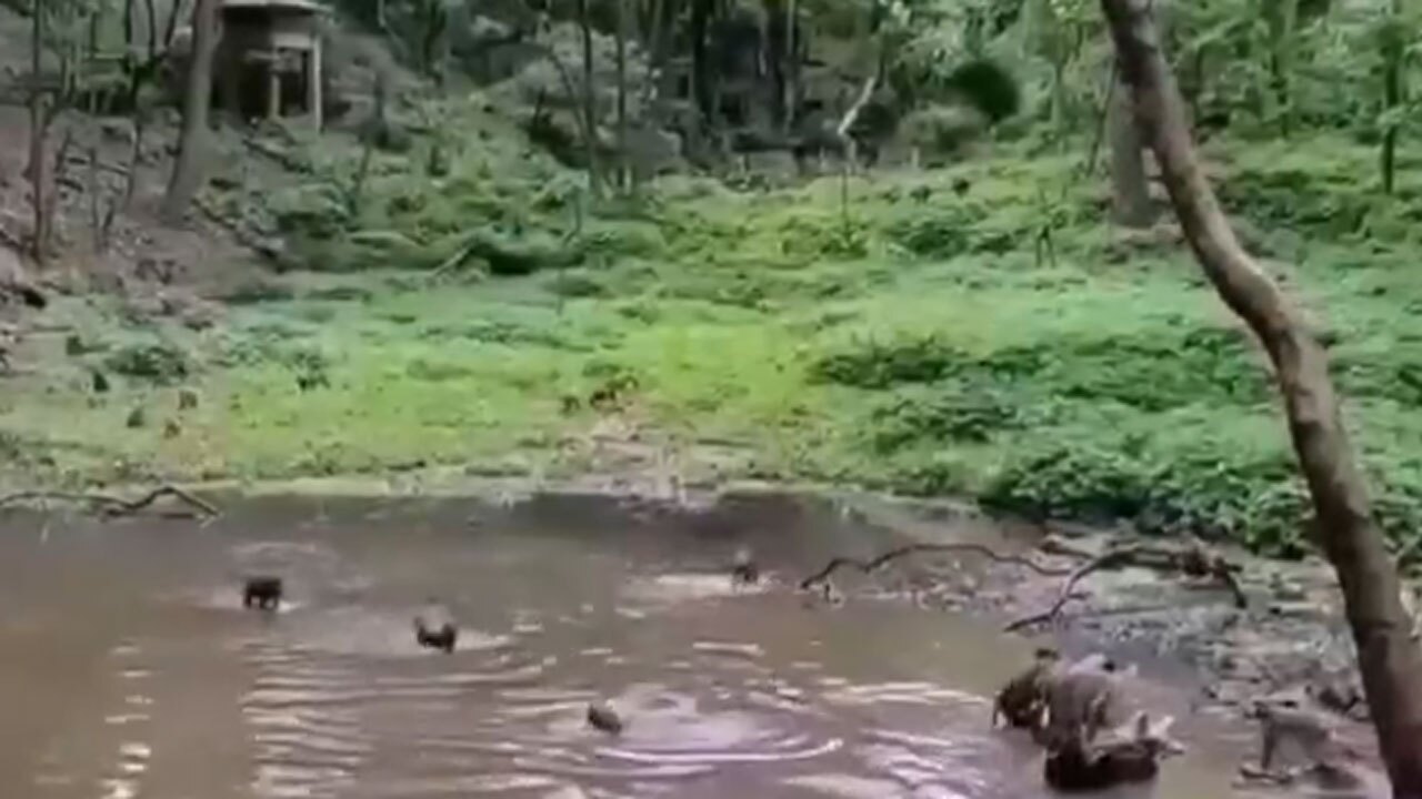 لحظه شیرجه زدن میمون‌ها در آب رودخانه + فیلم