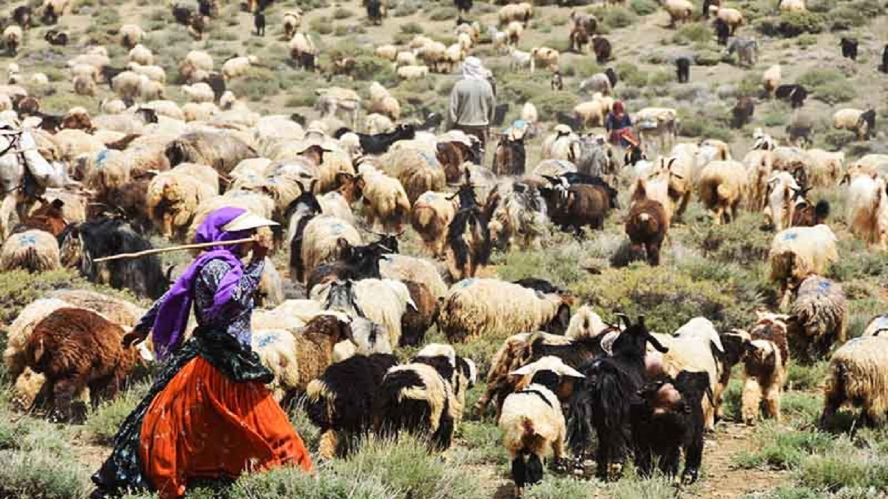 پرداخت ۱۰۰ درصدی بهای خرید دام عشایر خراسان رضوی