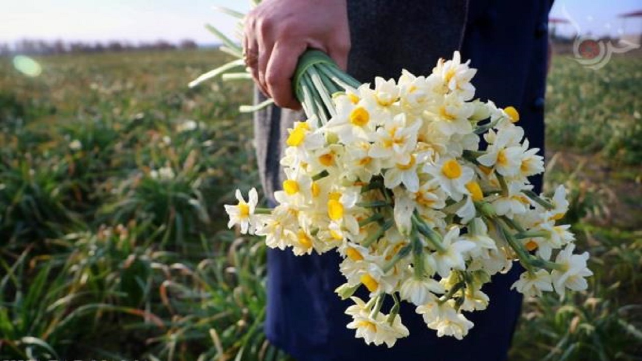 برگزاری جشنواره گل نرگس در جویبار