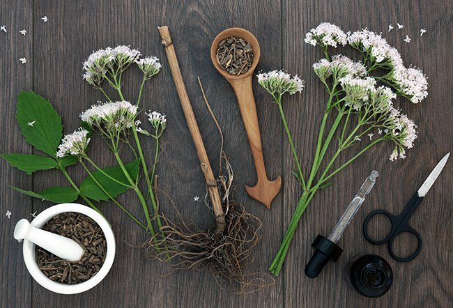 از علف مورد علاقه گربه&zwnj;ها تا راهکاری از طبیعت برای بهبود کیفیت خواب! + عکس