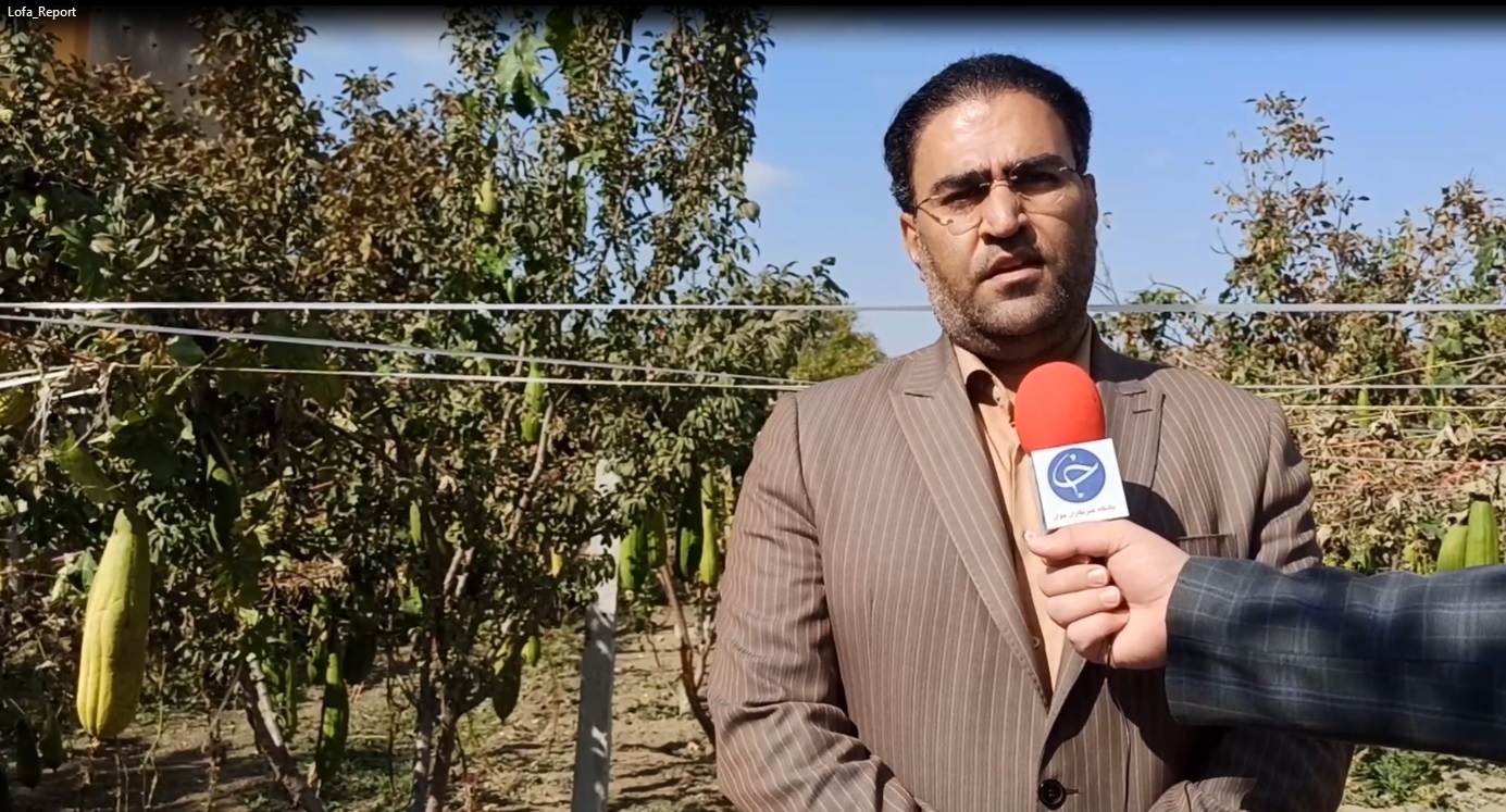 گیاه لوفا محصول کم آب بر آمریکای جنوبی در ملایر کشت شد