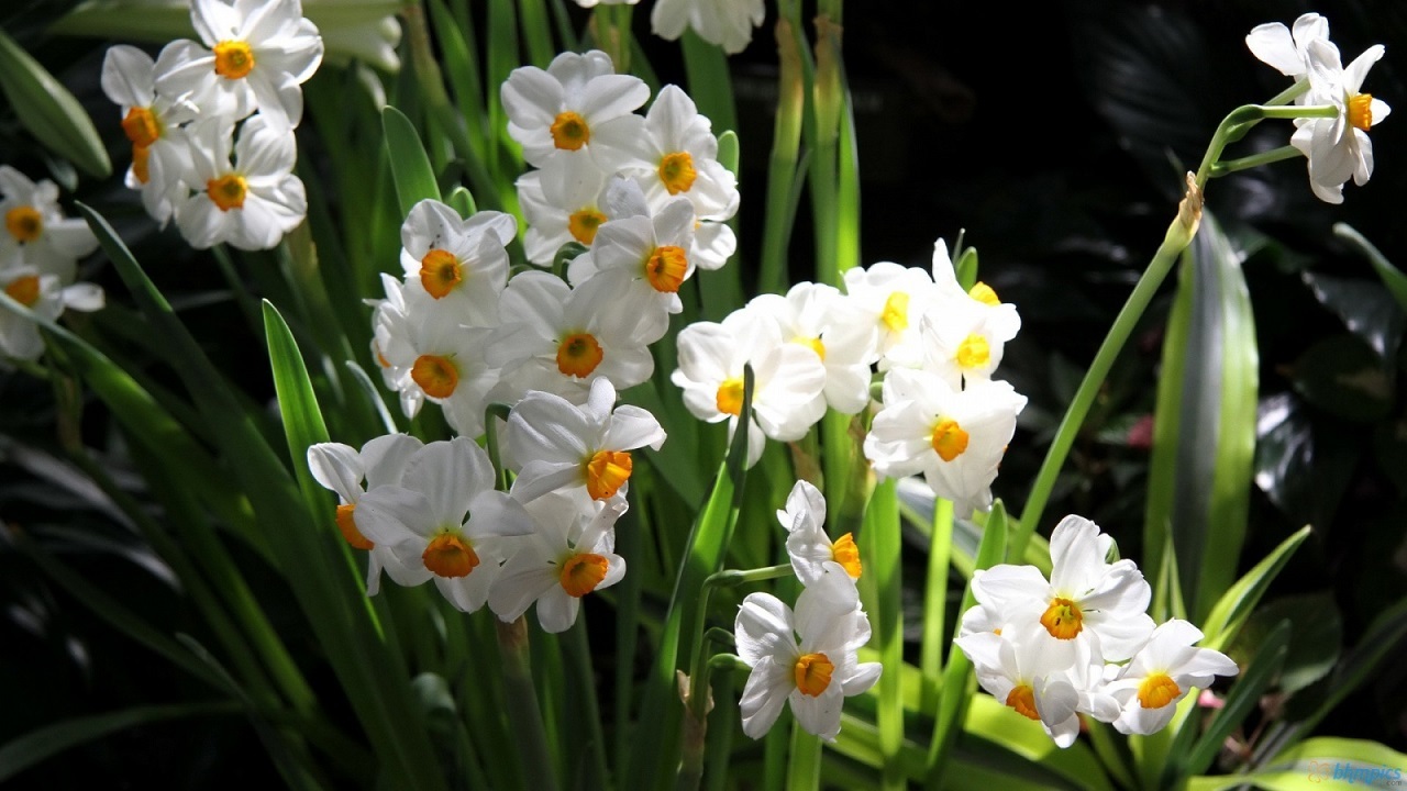 برگزاری جشنواره کاشت گل نرگس در سمنان + فیلم