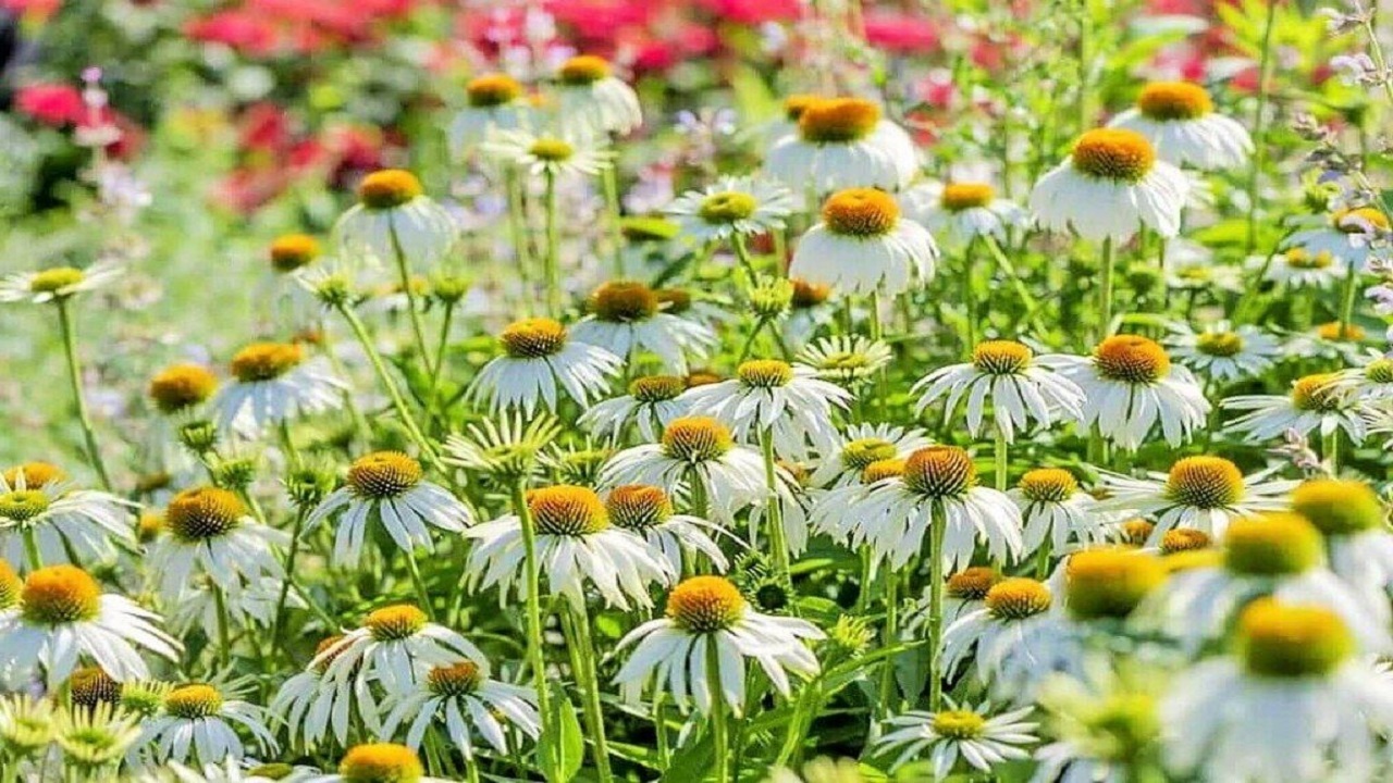 احیای رویشگاه‌های گیاهان دارویی مراتع کاسوا