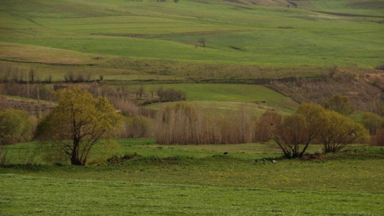نابودی درختان ۵۰۰ ساله در جنگل شوراب/ جاده فراموش شده روستای موگویی در انتظار یک نگاه