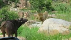 شکار بچه بوفالو توسط شیر نر + فیلم