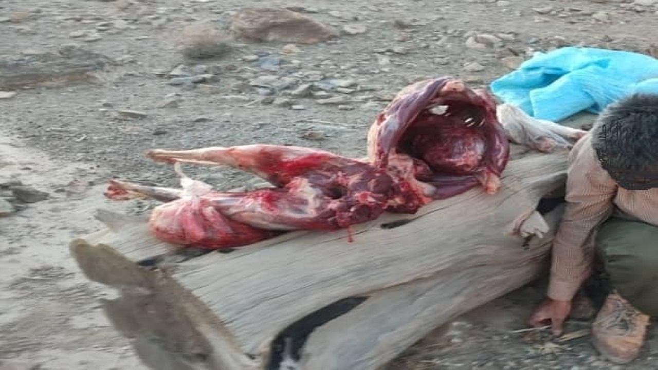 لاشه یک رأس قوچ وحشی در کوهبنان کشف شد