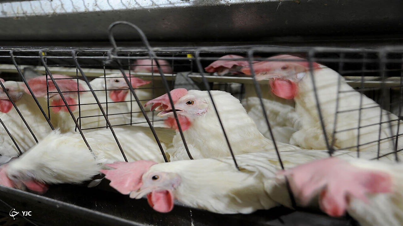 مشکل کمبود گوشت مرغ آذربایجان‌غربی رفع شد