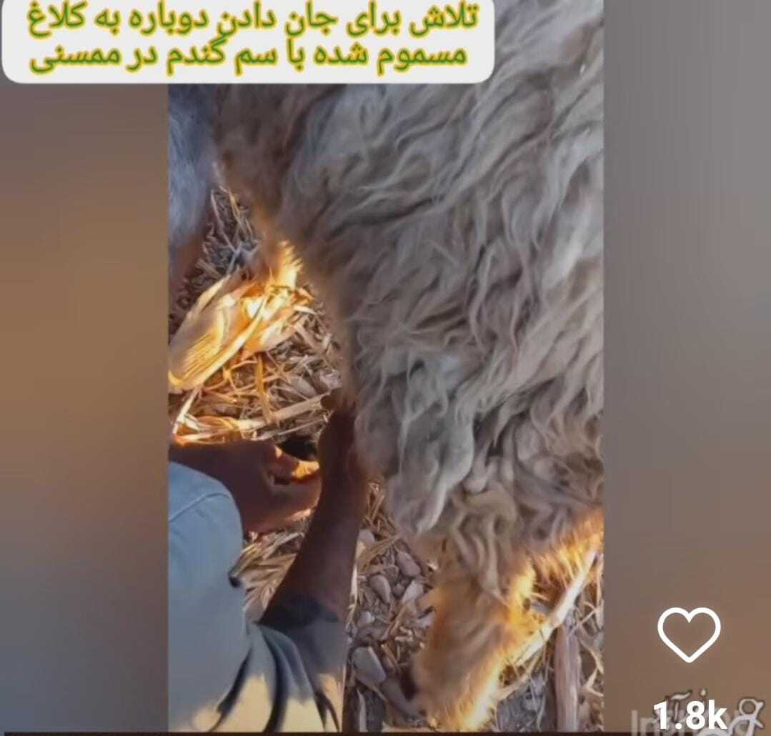 علت مرگ مرموز کلاغ‌ها در ممسنی چه بود؟