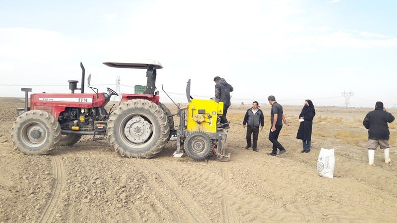 کشت دانه روغنی کاملینا برای اولین بار در نیشابور