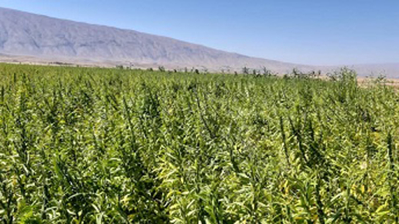 افزایش ۳ برابری سطح زیر کشت کنجد در دره شهر