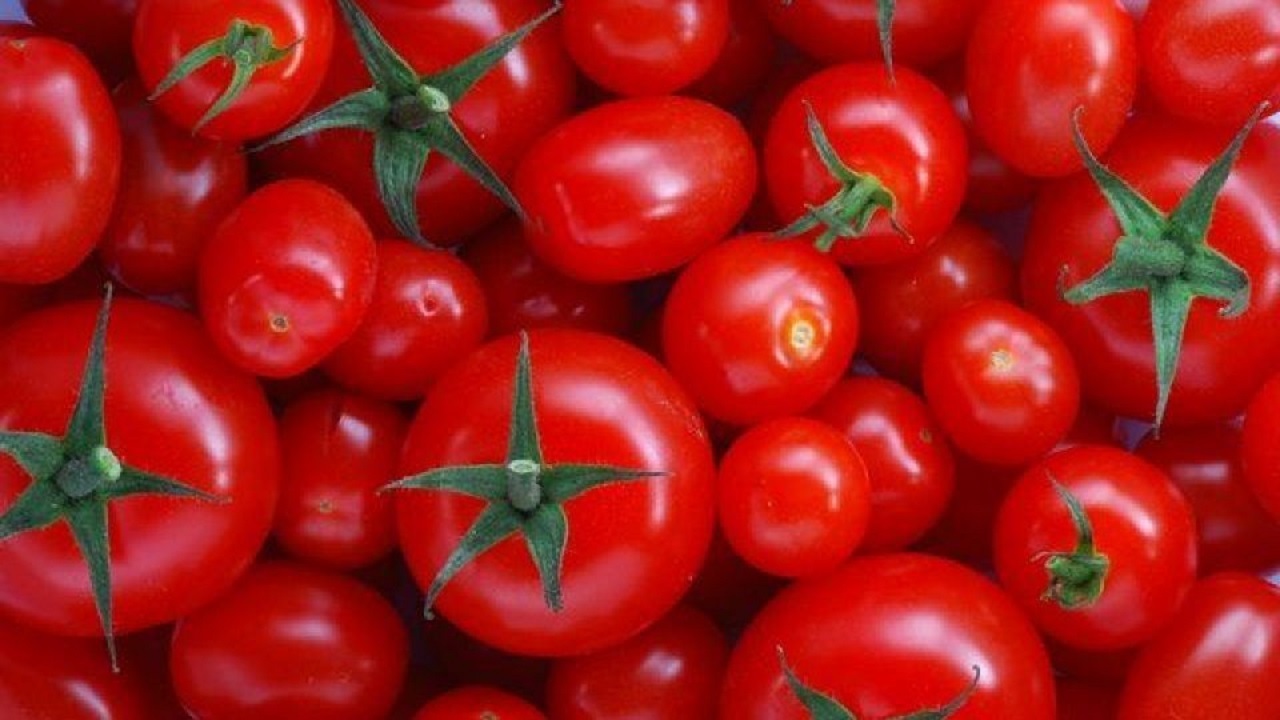 آغاز برداشت گوجه فرنگی خارج از فصل پارسیان