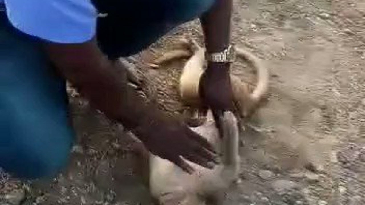 نجات جان میمون با انجام CPR