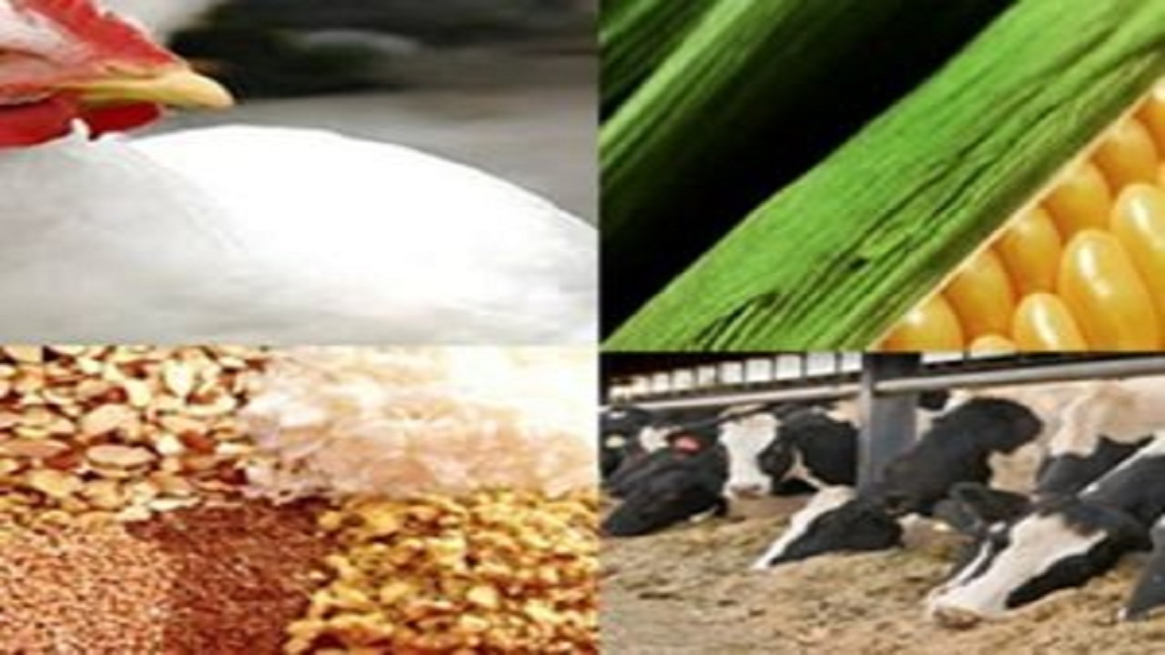 تأمین و توزیع نهاده‌های دامی به واحد‌های تولیدی البرز