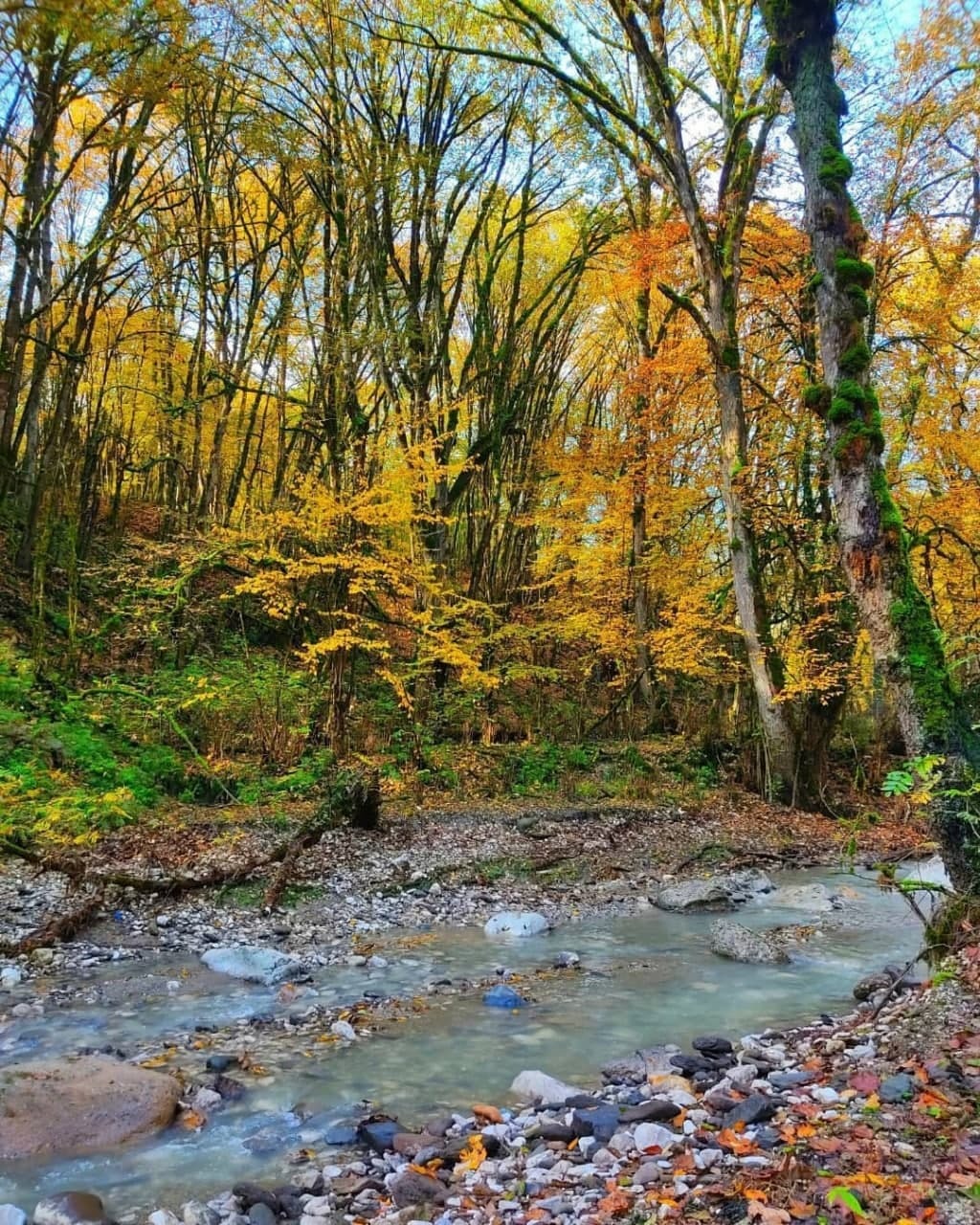 سفر به جنگل دالخانی در پاییز هزار رنگ + فیلم و تصاویر