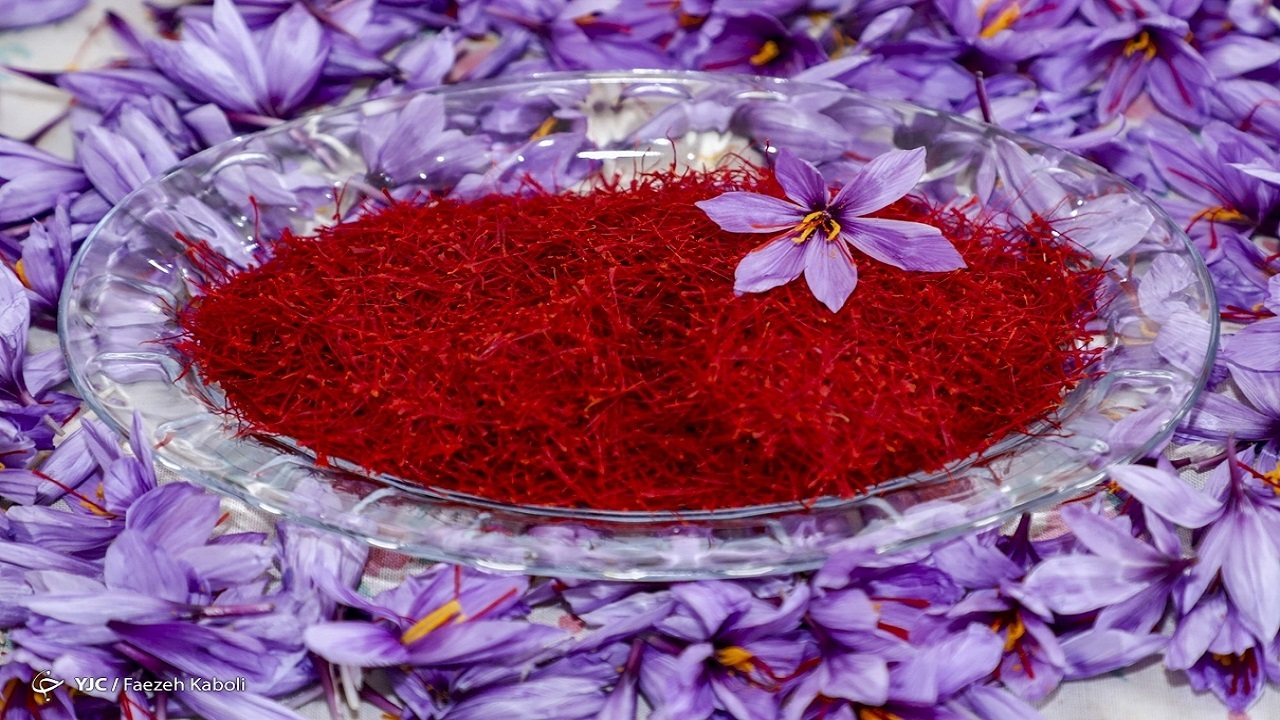 آمار صادرات زعفران در آبان هنوز اعلام نشده است/ هر کیلو زعفران به ۳۸ میلیون تومان رسید