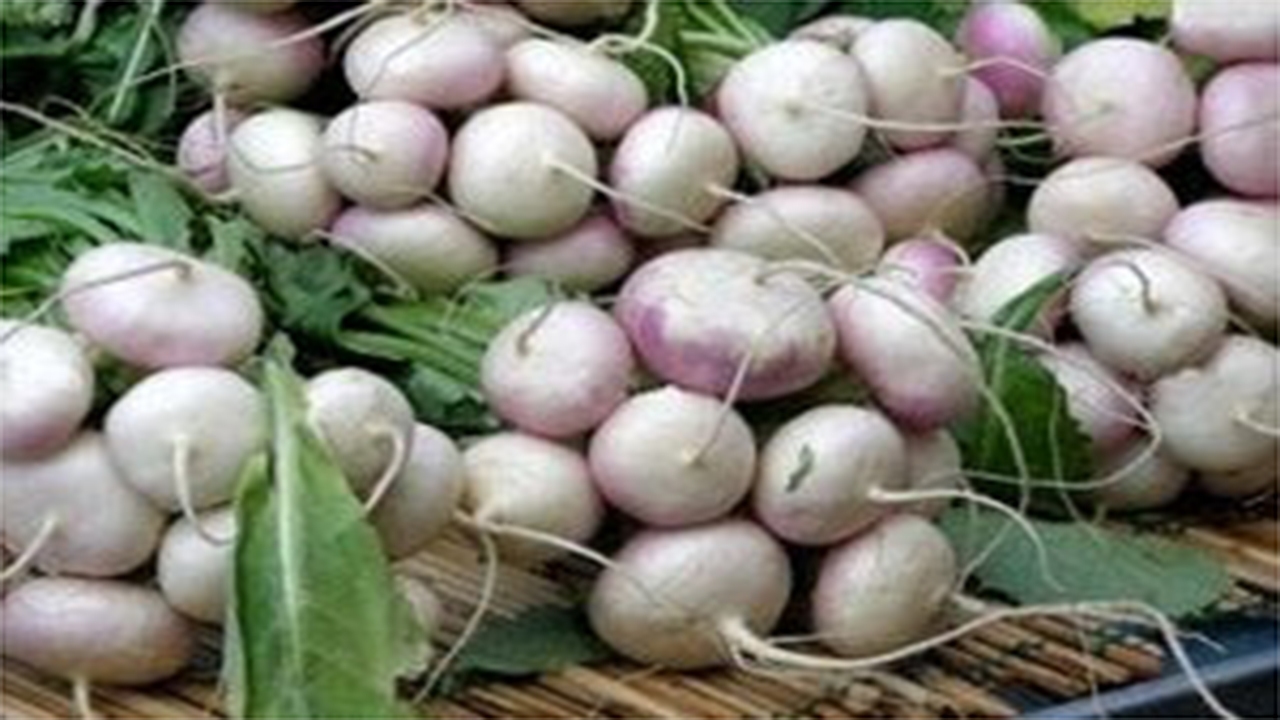 پیش بینی برداشت ۱۷۰۰ تن محصول شلغم از مزارع سپیدان